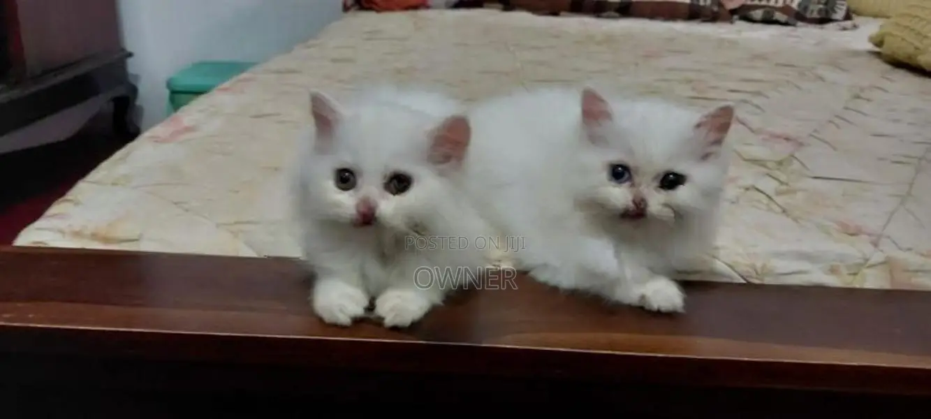 Persian Kittens