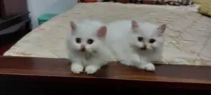 Persian Kittens