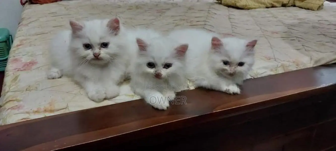 Persian Kittens