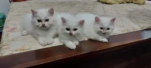 Persian Kittens
