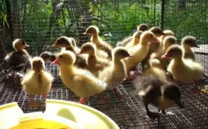 Ducks