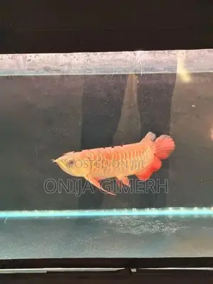 Tail Arowana Fish