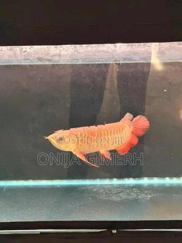 Tail Arowana Fish
