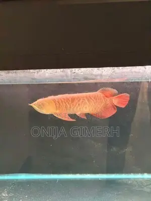 Tail Arowana Fish