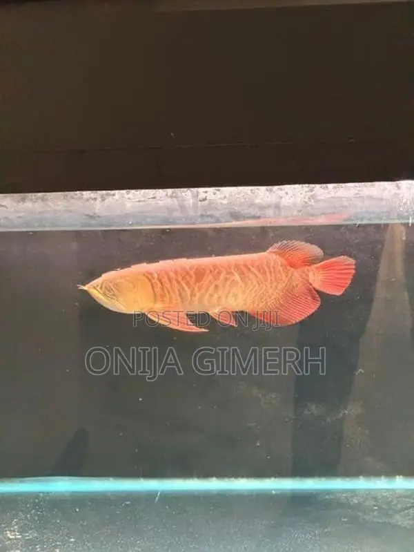 Tail Arowana Fish