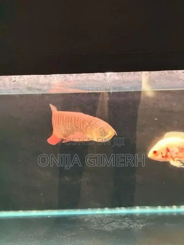 Tail Arowana Fish