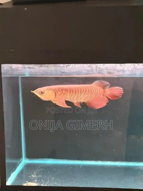 Tail Arowana Fish