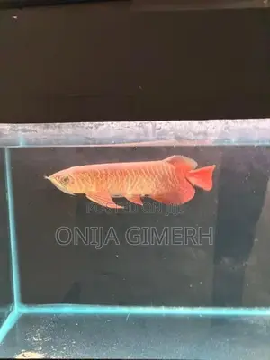 Tail Arowana Fish