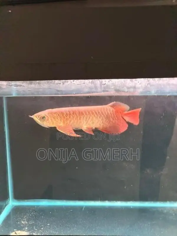 Tail Arowana Fish