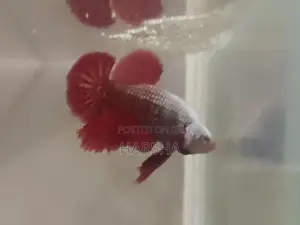 Samurai Betta