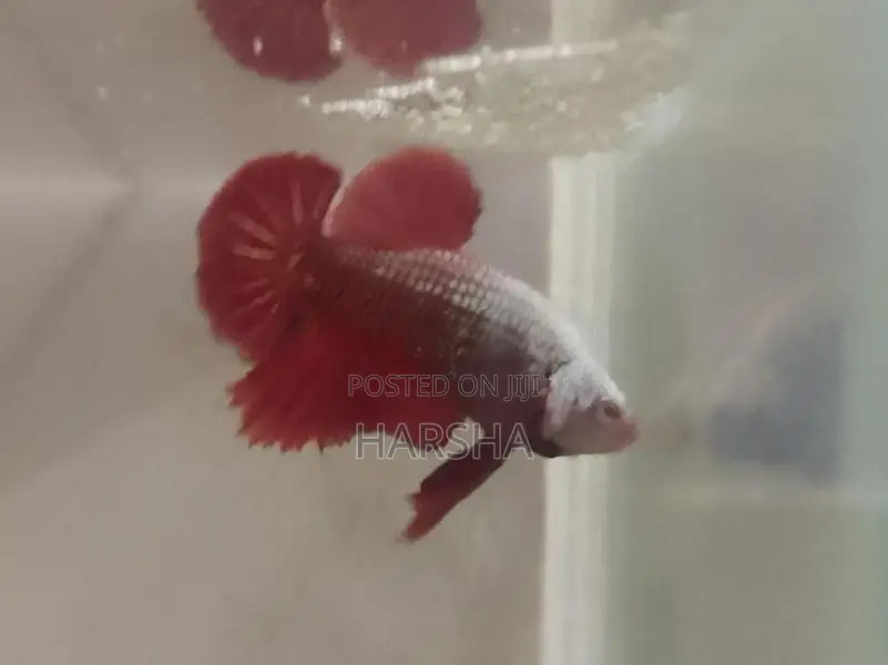 Samurai Betta