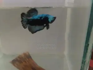 Samurai Betta