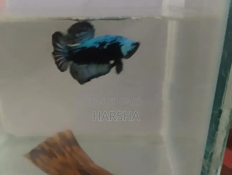Samurai Betta