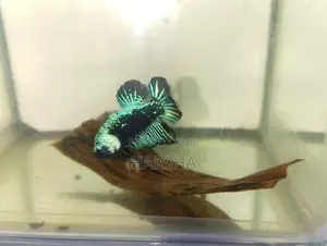 Samurai Betta