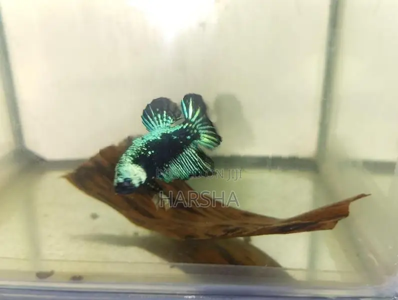 Samurai Betta
