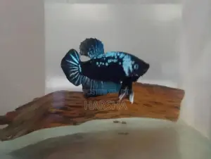 Samurai Betta