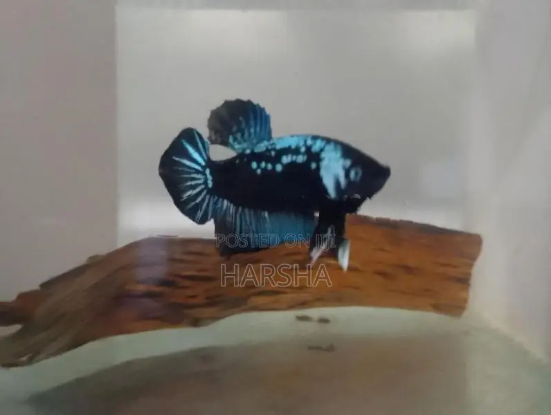 Samurai Betta