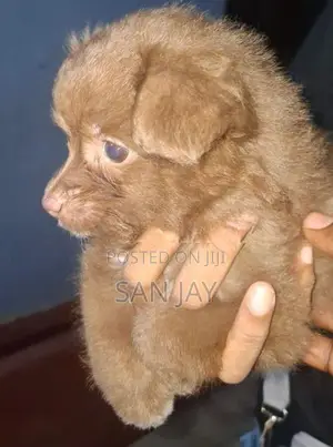 Lion Pomenarian