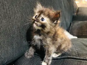 Persian Kitten