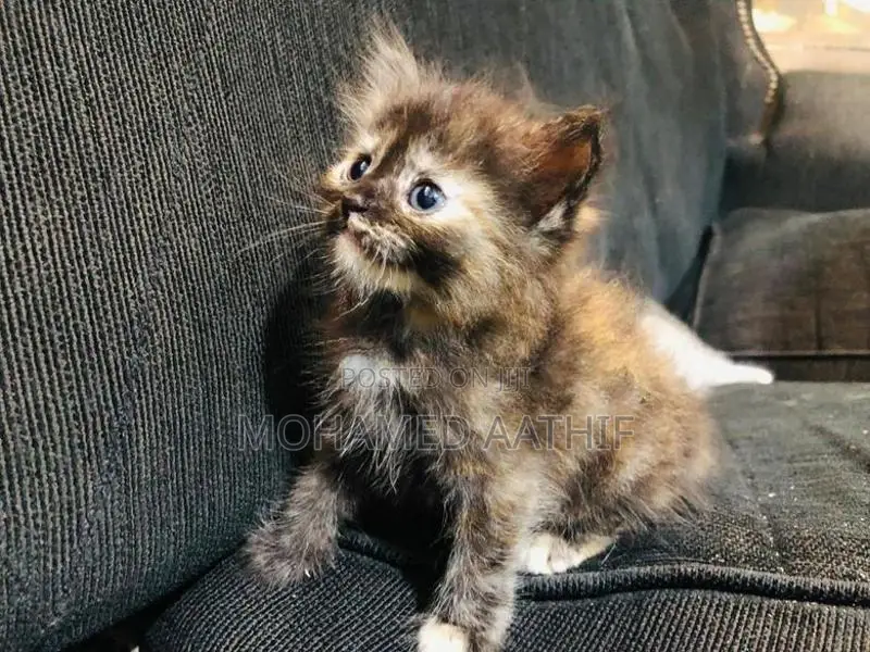 Persian Kitten
