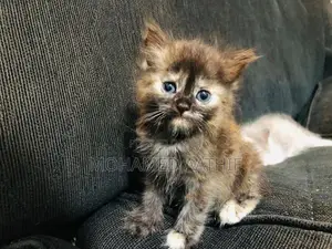 Persian Kitten