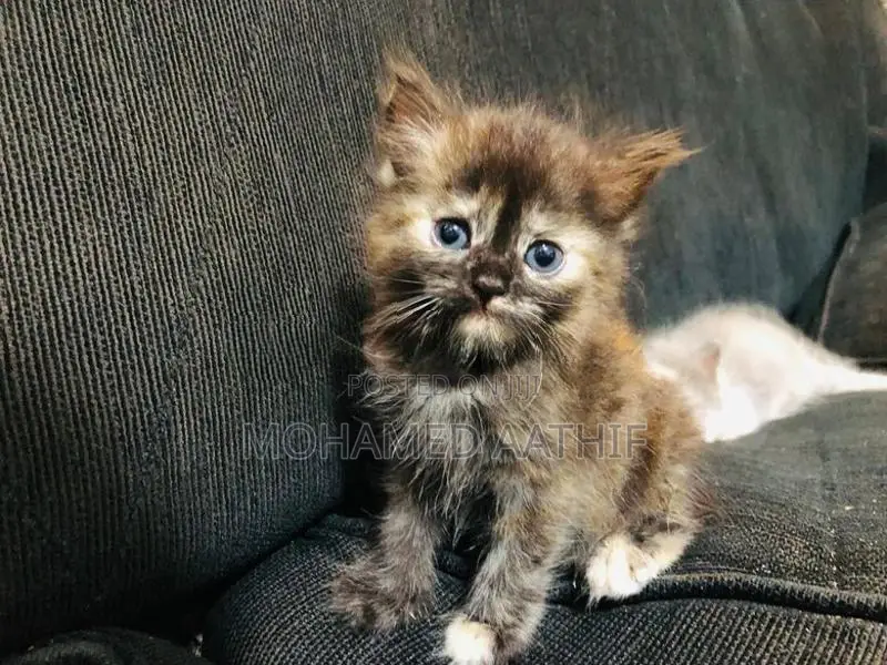 Persian Kitten