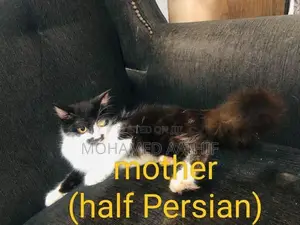 Persian Kitten
