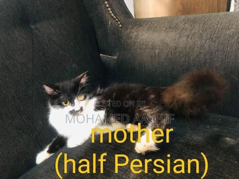 Persian Kitten