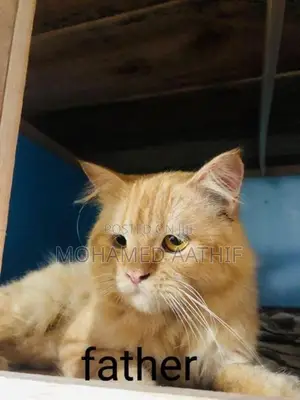 Persian Kitten