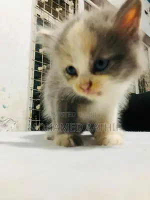 Persian Kitten