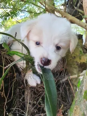 Puppies