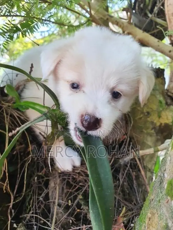 Puppies
