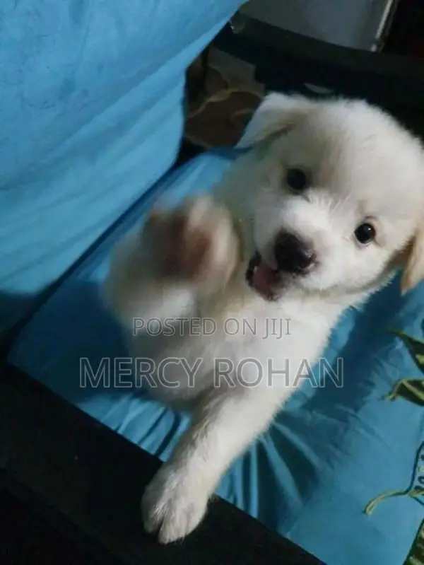 Puppies