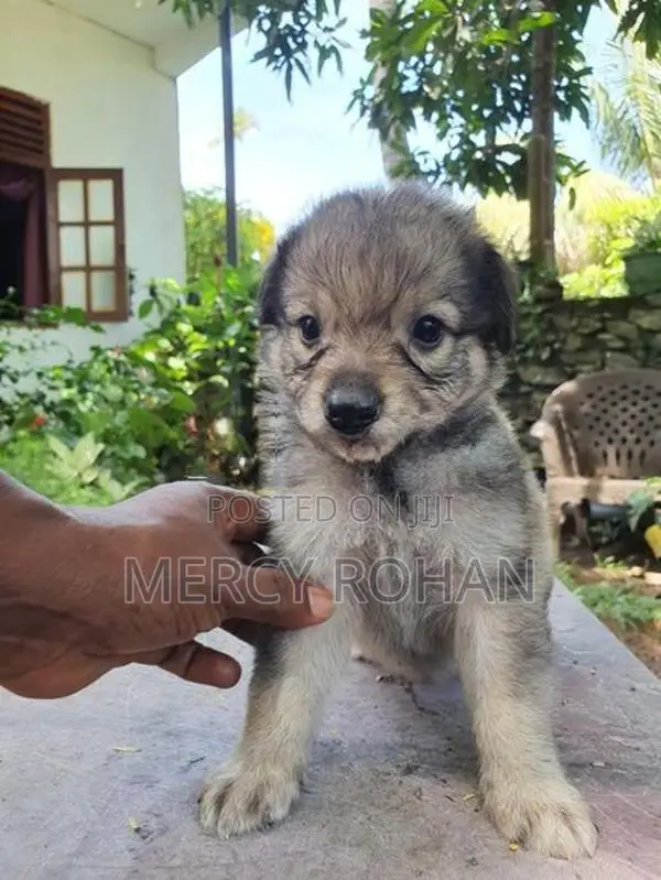 Puppies