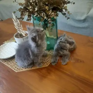 Persian Grey