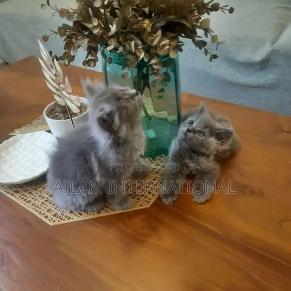 Persian Grey