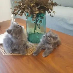 Persian Grey
