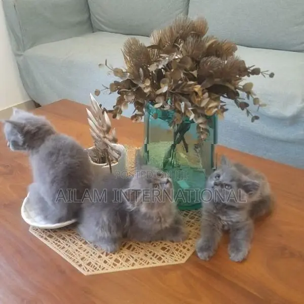 Persian Grey