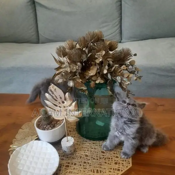 Persian Grey