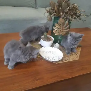Persian Grey