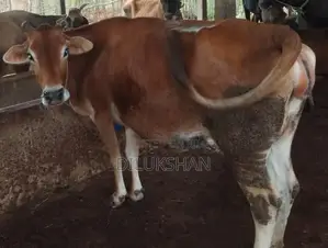 Sale For Cows