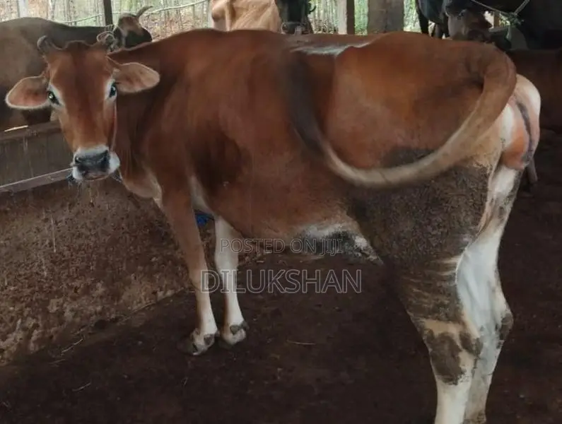 Sale For Cows