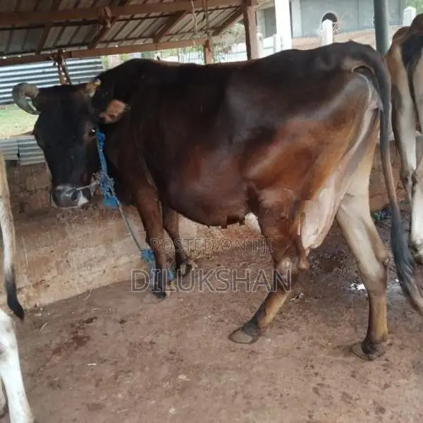 Sale For Cows