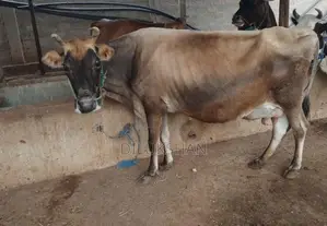 Sale For Cows