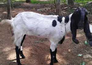 Jamuna Parry Aadu