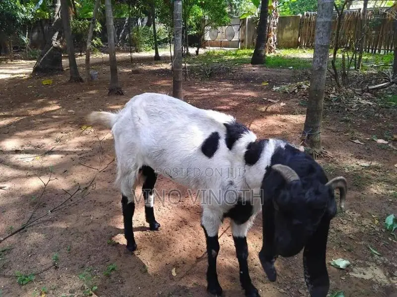 Jamuna Parry Aadu