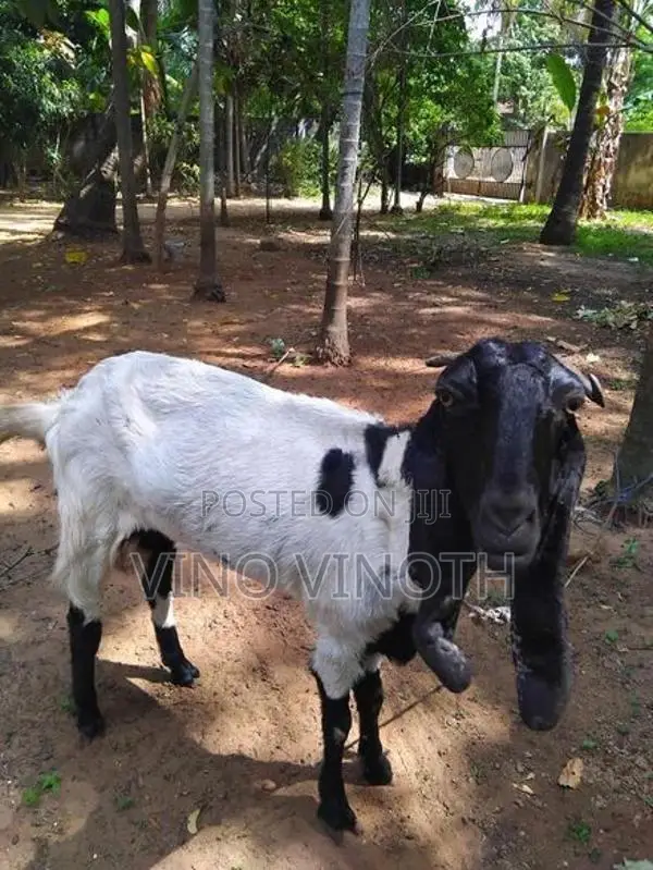 Jamuna Parry Aadu