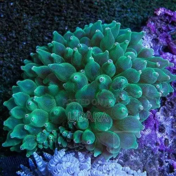 Bubble Tip Anemone