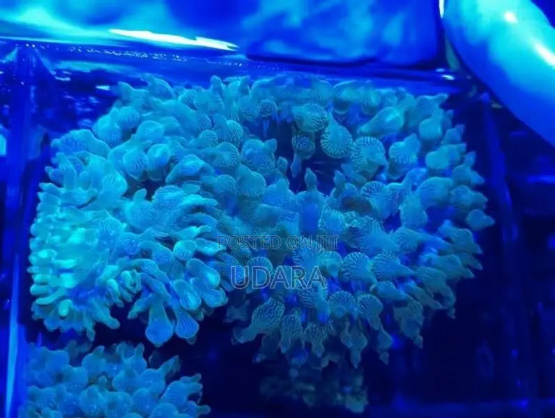 Bubble Tip Anemone