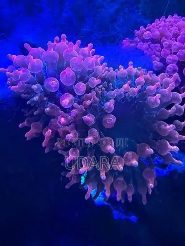 Bubble Tip Anemone